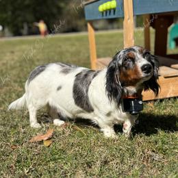 Dachshund All Grown Up from Triple S Dachshunds