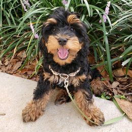 Australian Labradoodles from Seaspray Australian Labradoodles