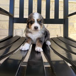 VINCENT - Merle male Bernedoodle puppy in Corpus Christi, Texas from The Henke Doodles