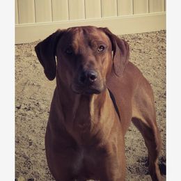Spar - Rhodesian Ridgeback