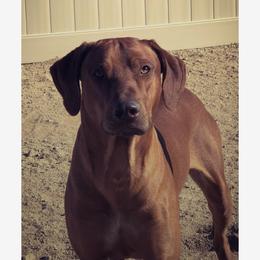 Spar - Rhodesian Ridgeback