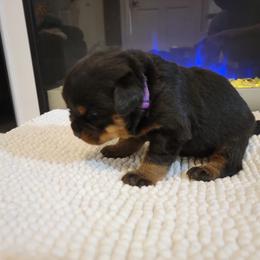 Girl 2 - Black and tan Rottweiler puppy in Miami, Florida from X Marmol House
