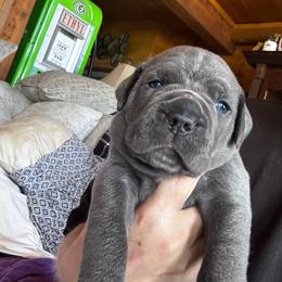 Gray ghost - Gray male Cane Corso puppy in El Dorado, Arkansas from Lower Arkansas Cane Corso