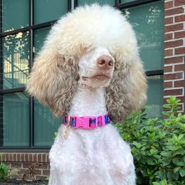 Oshun - Poodle
