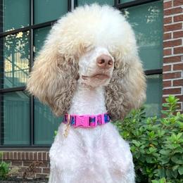 Oshun - Poodle