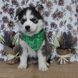 Green - Black tan and white male Siberian Husky puppy in York, Pennsylvania from Spalla Pups