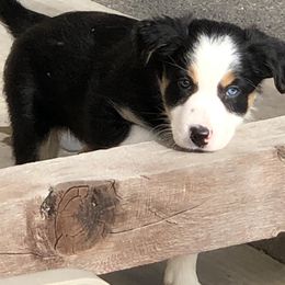 Border Collie Puppies from Burke BC’s