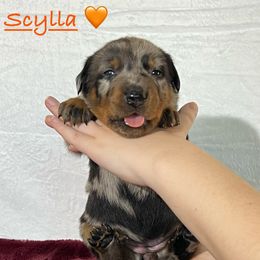 Scylla (Orange collar) - Harlequin female Beauceron puppy in Waller, Texas from Côté Obscur