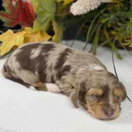 Jenna - Dapple female Dachshund puppy in Fayetteville, North Carolina from RRD