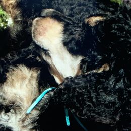 Poodle Puppies from Antigua Standard Poodles