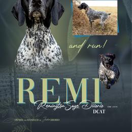 Remi - German Shorthaired Pointer