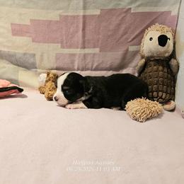 Sammy - Black tri male Toy Australian Shepherd puppy in Snowflake, Arizona from Halfpint Aussies