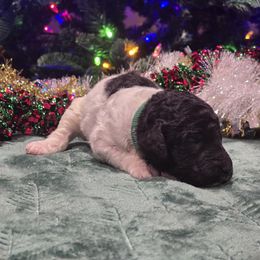 Boy 5 - Parti male Poodle puppy in Patterson, California from Paterson Poodles
