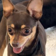 Hadassah - Prague Ratter