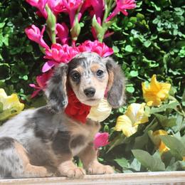 Bonnie Blue  Blue Dapple Female - Blue and cream female Dachshund puppy in Woodbine, Georgia from Walker's Minidachs
