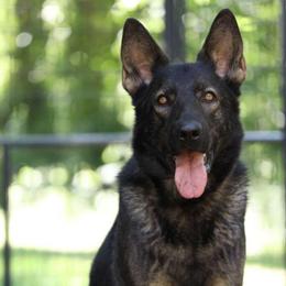 Frida - German Shepherd