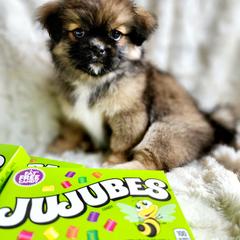 Tibetan Spaniel Puppies from Trillium Tibetan Spaniels