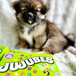 Tibetan Spaniel Puppies from Trillium Tibetan Spaniels
