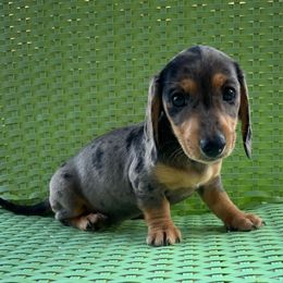 Bo peep - Dapple female Dachshund puppy in Buckeye, Arizona from AZ Dachshund Proud