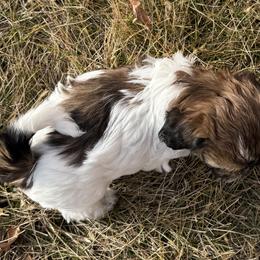 Shihpoos and Shih Tzus from Goracke Family