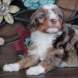 Dark Red Merle - Red merle female Aussiedoodle puppy in Lawton, Oklahoma from Lindsey’s Aussies