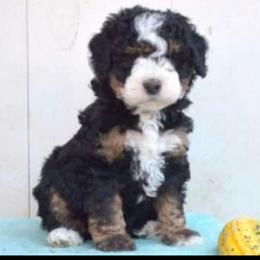 Margo - Bernedoodle