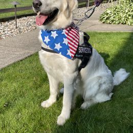 Golden Retriever All Grown Up from Liberty English Cream Golden Retrievers