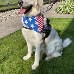 Golden Retriever All Grown Up from Liberty English Cream Golden Retrievers