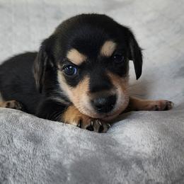 Olaf - Black and cream male Dachshund puppy in Anaconda, Montana from Williams Family Dachshunds