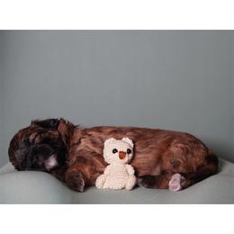 Dopey (Blue Collar) - Red male Shihpoo puppy in Las Vegas, Nevada from Plush Toy Poodle Puppies & Pals