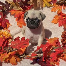 Fawn Boy (red toe) - Fawn male Pug puppy in Tulsa, Oklahoma from Locust Creek Pugs