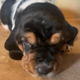 Pinky - Black brown and white female Basset Hound puppy in Hay Springs, Nebraska from Rain and Snow Bassets