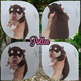 Pollen - Red and white female Siberian Husky puppy in West Liberty, Ohio from Skyfallsiberians