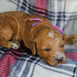 Sugar Plum - Red  female Goldendoodle puppy in Boise, Idaho from Goldendoodle Baby
