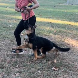 German Shepherd Puppies from Aus Gerstbrei German Shepherds