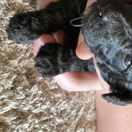 Boy 5 - Poodle puppy in Sherman, Texas from Ruth’s Poodles