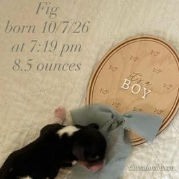 Fig - Piebald male Dachshund puppy in Bonney Lake, Washington from HP Dachs