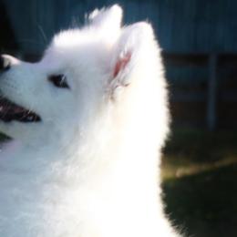 Samoyeds from Ann Cozzi's Samoyeds