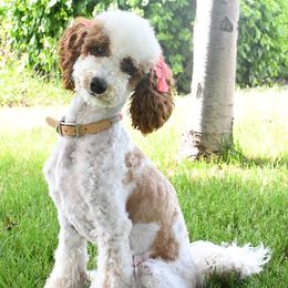 Jewel (julie) - Bernedoodle