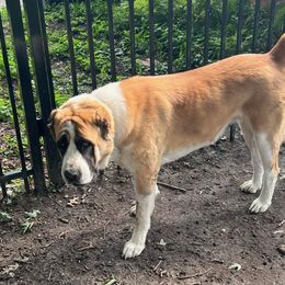 Central Asian Shepherd Dog Puppies from Guardian Dog