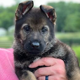 Girl 2 - Sable female German Shepherd puppy in Louisville, Kentucky from Barrage K9