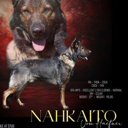 German Shepherd puppies from Valor-K9s