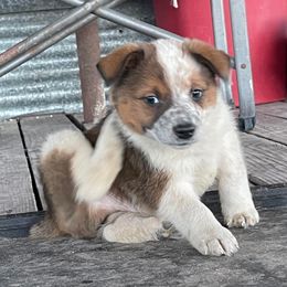 Australian Cattle Dog, Australian Shepherd, Companion Cross, and Miniature Australian Shepherd Puppies from MK Aussies