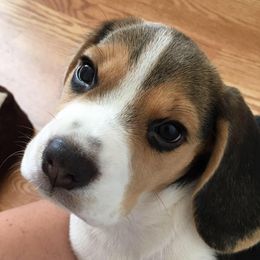 Beagles from Shea Manor Beagles