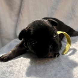 French Bulldog Puppies from Hope Mountain French Bulldogs