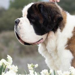 Saint Bernards from Southern Giants