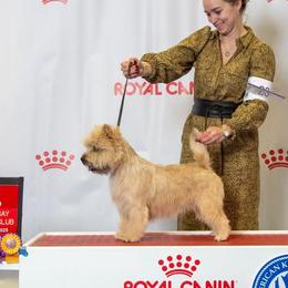 Cairn Terriers from Cairnforyou