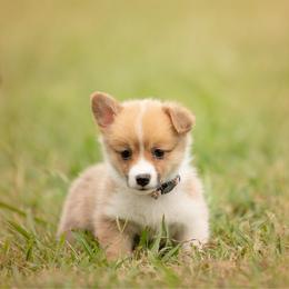 Pink Collar - Female - Dolly - Sable female Pembroke Welsh Corgi puppy in Waverly Hall, Georgia from 6g Ranch Corgis
