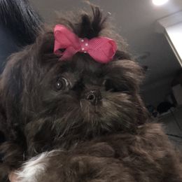 Shih Tzu Puppies from Sweet on Tzu