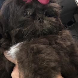 Shih Tzu Puppies from Sweet on Tzu